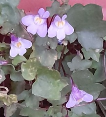 Weeds Have Rights Too !