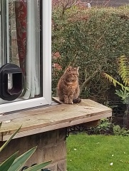 Roond and roond and up and doon - the Excellent Cats roam aboot