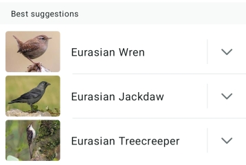 Merlin App Appreciation plus General Birding Chat