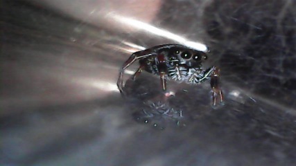 My new jumping spider.