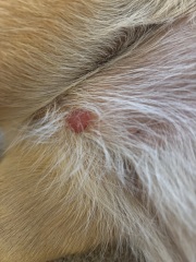 Lump on my dogs stomach