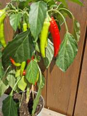 Year round Nigel Slater discussion thread Part 2