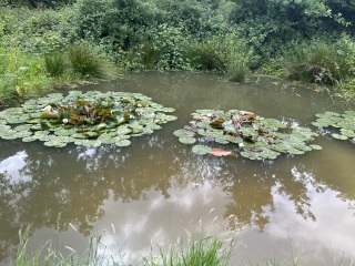 What do you LOVE to do in London?