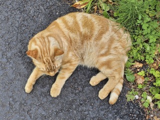 The One after the One where the Excellent Cats posed for a calendar