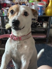 To show you my cat and her kittens for distraction and stress relief purposes?