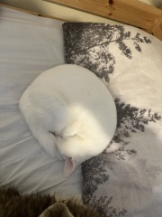 Roond and roond and up and doon - the Excellent Cats roam aboot