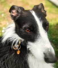 To show you my cat and her kittens for distraction and stress relief purposes?