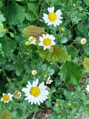 Weeds Have Rights Too !