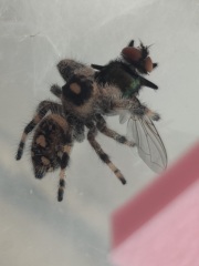 My new jumping spider.
