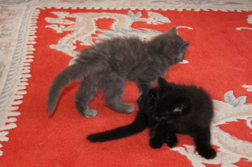 Roond and roond and up and doon - the Excellent Cats roam aboot