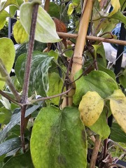 Clematis