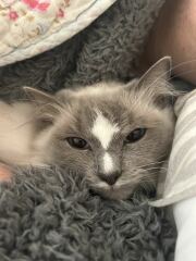 To show you my cat and her kittens for distraction and stress relief purposes?