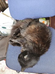 Roond and roond and up and doon - the Excellent Cats roam aboot