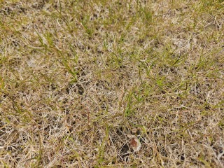 Why doesn't the grass grow in half the garden?