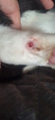 What's wrong with my cat.