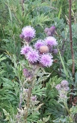 Weeds Have Rights Too !