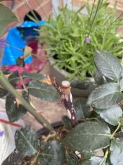 Why has only one rose grown? Am I doing something wrong?
