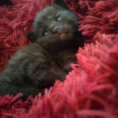 Wondering whether to get another kitten