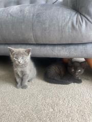 Bringing home 2 kittens on Sunday - what have I forgotten?!