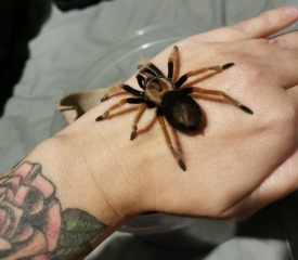 My new jumping spider.