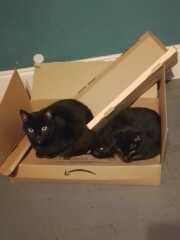 Roond and roond and up and doon - the Excellent Cats roam aboot