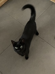 The One after the One where the Excellent Cats posed for a calendar