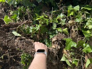 Ivy problems - next door’s creeping into my garden.  Fence destroyed