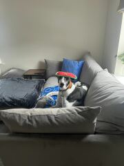 URGENT - DOG ATTACKED PARTNER **Please read OP's latest updates**  [edited by MNHQ]