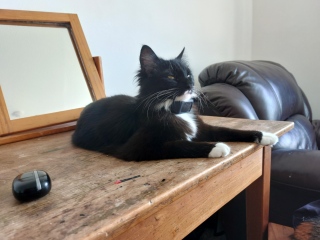 DH says cat needs to show more gratitude