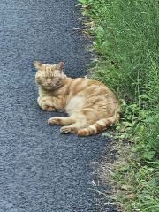 The One after the One where the Excellent Cats posed for a calendar