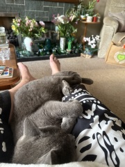 Roond and roond and up and doon - the Excellent Cats roam aboot