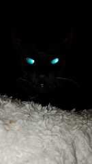 Roond and roond and up and doon - the Excellent Cats roam aboot