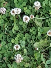 Weeds Have Rights Too !