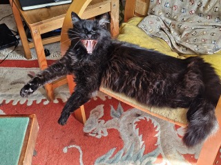 Roond and roond and up and doon - the Excellent Cats roam aboot