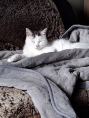 To show you my cat and her kittens for distraction and stress relief purposes?