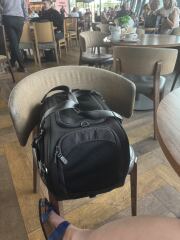 Pampered, Persian, Princess Penelope