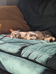 Roond and roond and up and doon - the Excellent Cats roam aboot