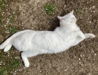 To show you my cat and her kittens for distraction and stress relief purposes?