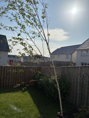 What’s eating my birch trees? 🌳