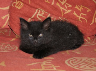 Thread 25 Starmer - Cheers for a falling out among thieves