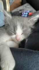 Bringing home 2 kittens on Sunday - what have I forgotten?!