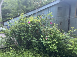 Come and tell us your dull and unexciting news 33: Calmly through the day