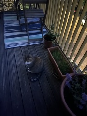 Roond and roond and up and doon - the Excellent Cats roam aboot