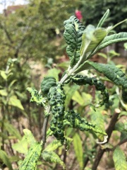 Can anyone identify this disease(?) on my buddleia?