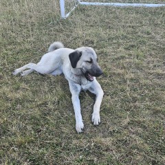 Which breed?