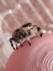 My new jumping spider.