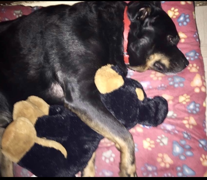 Rottweiler owners- tell me about them!