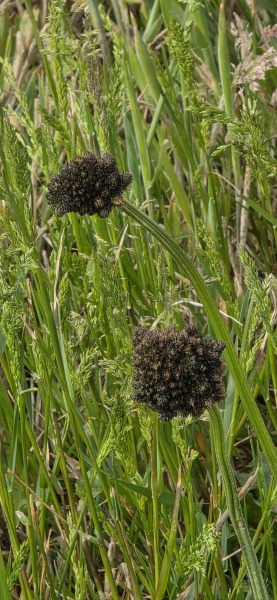 Weeds Have Rights Too !