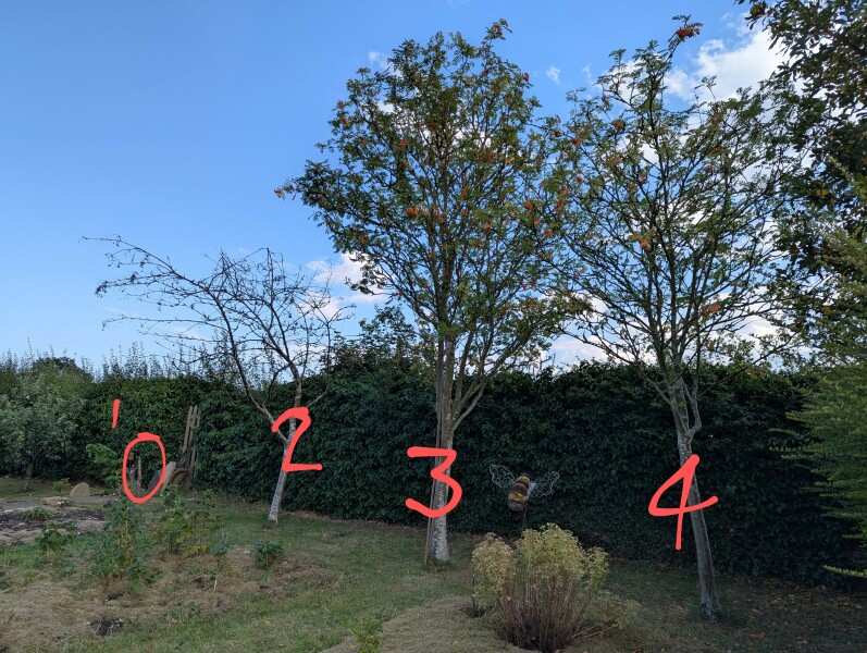 2 out of 4 rowan trees have died - why?