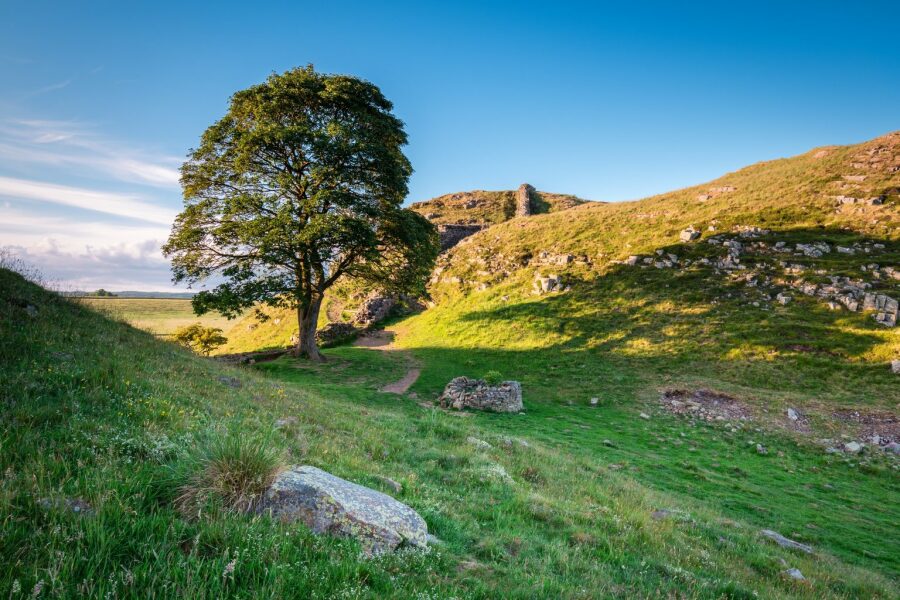 4 yrs for cutting down tree, no jail time for rape